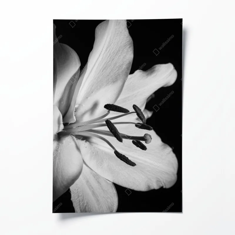 Poster gewundener landweg durch grüne wiesen – Wallnifity®