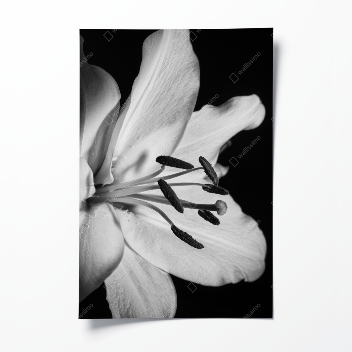Poster monochrome lilie nahaufnahme – Wallnifity®