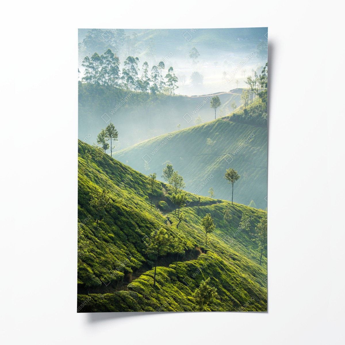 Poster neblige teeplantagen auf den hügeln von Munnar – Wallnifity®