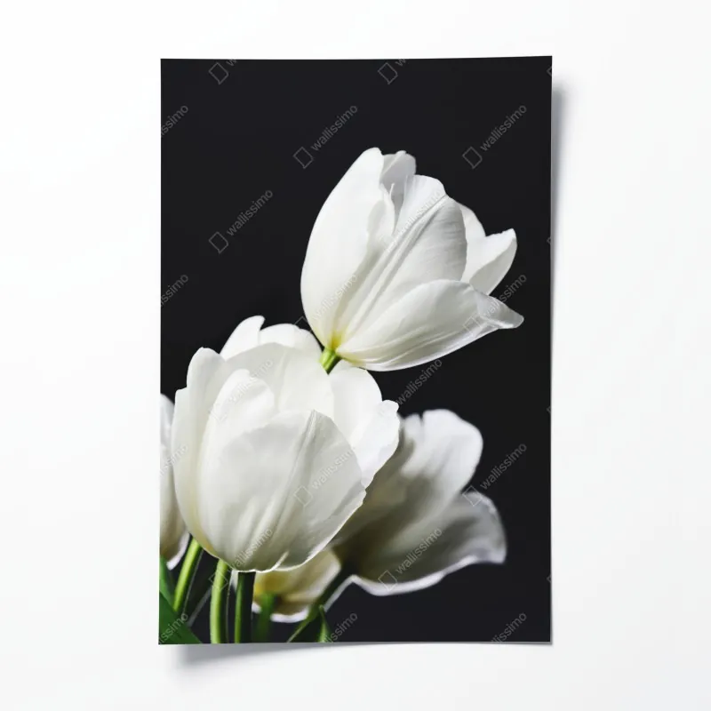 Poster roter fuchs in nebliger landschaft – Wallnifity®