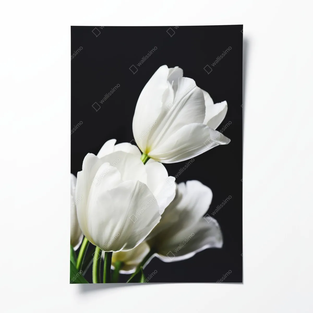 Poster weißer tulpenstrauß vor dunklem hintergrund – Wallnifity®