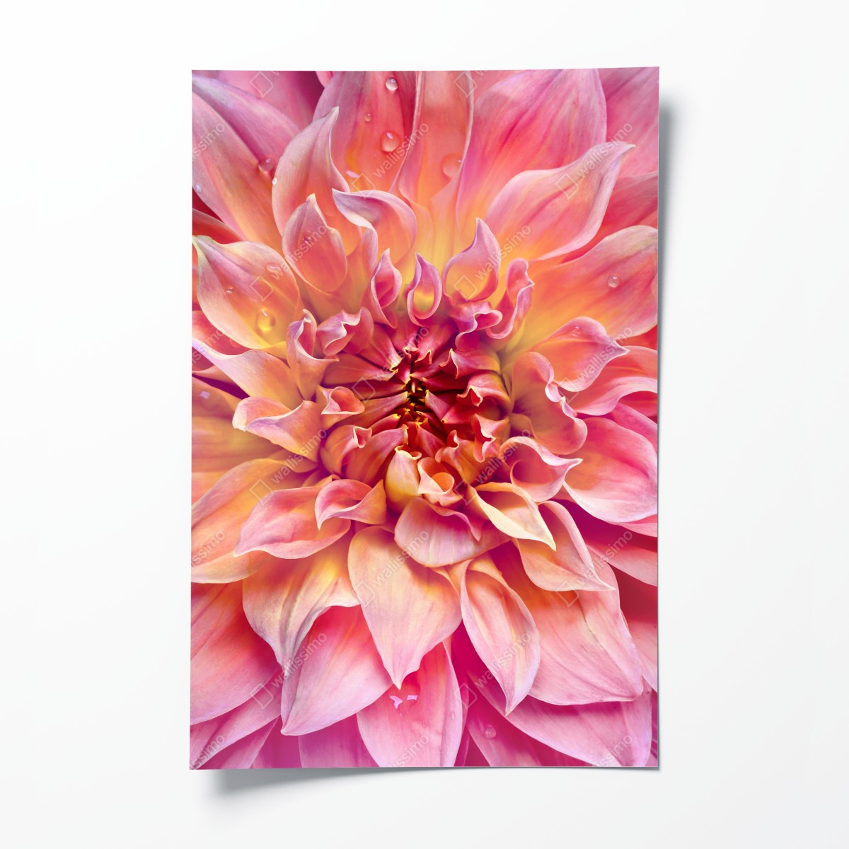 Poster rosa dahlie nahaufnahme – Wallnifity®