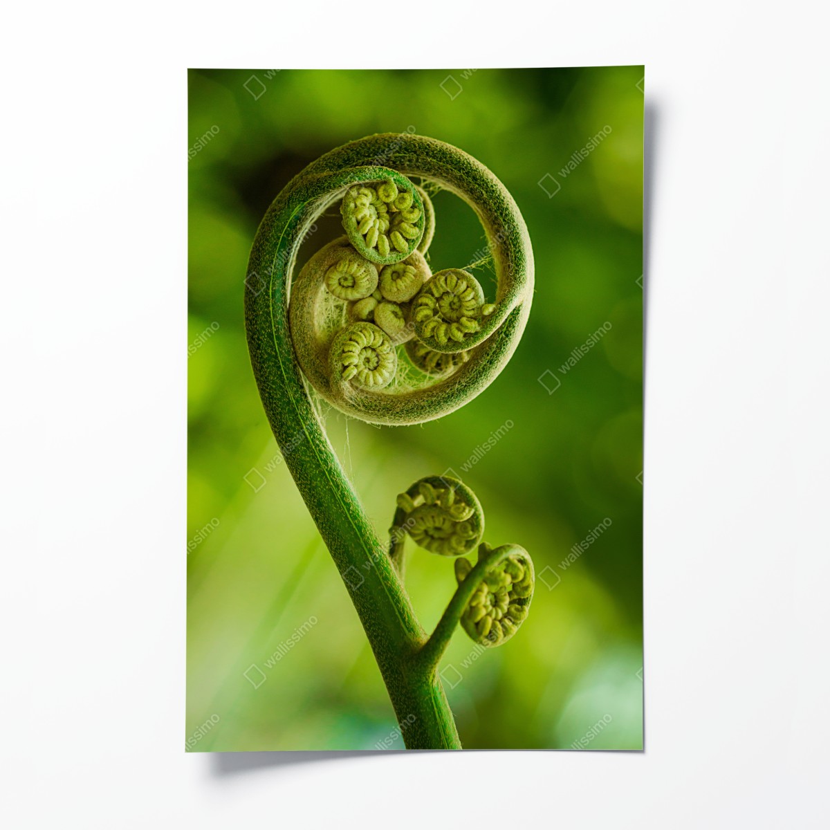 Poster grüne farnknospe makroaufnahme – Wallnifity®