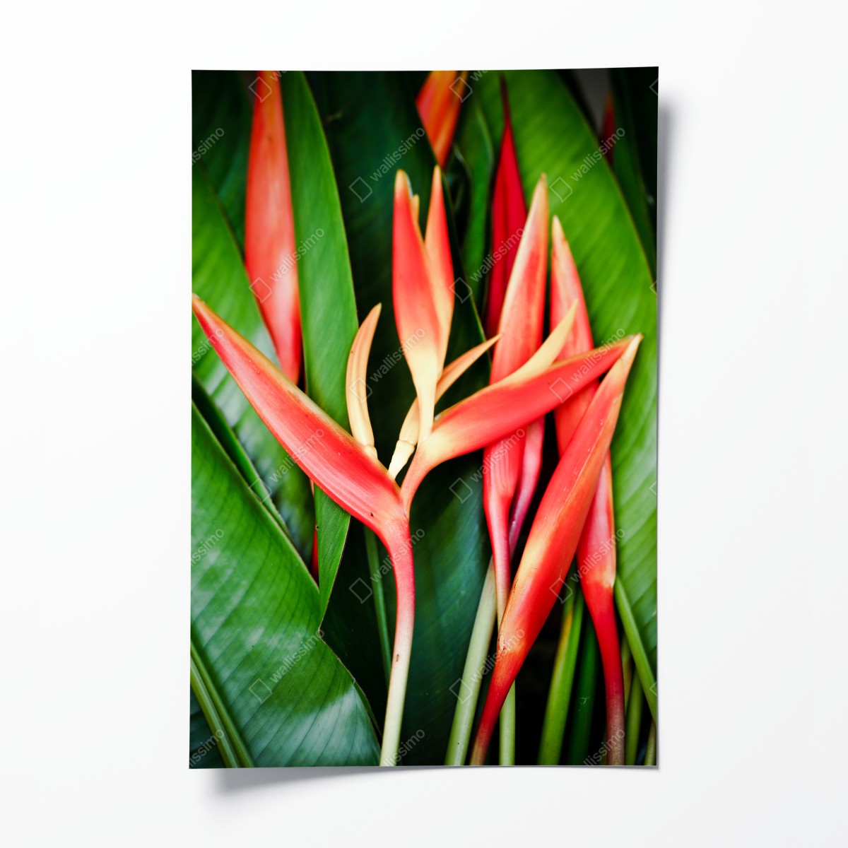 Poster leuchtende tropische heliconia-blüten – Wallnifity®
