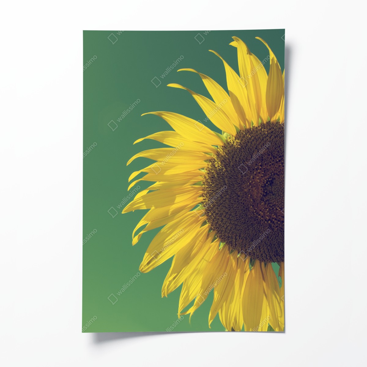 Poster strahlende sonnenblume vor vintage-himmel – Wallnifity®