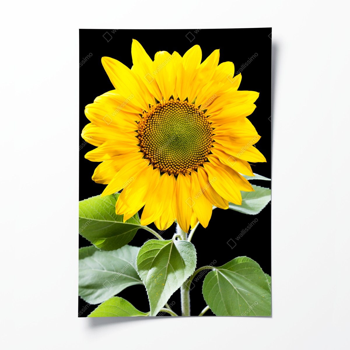 Poster leuchtende sonnenblume vor schwarzem hintergrund – Wallnifity®