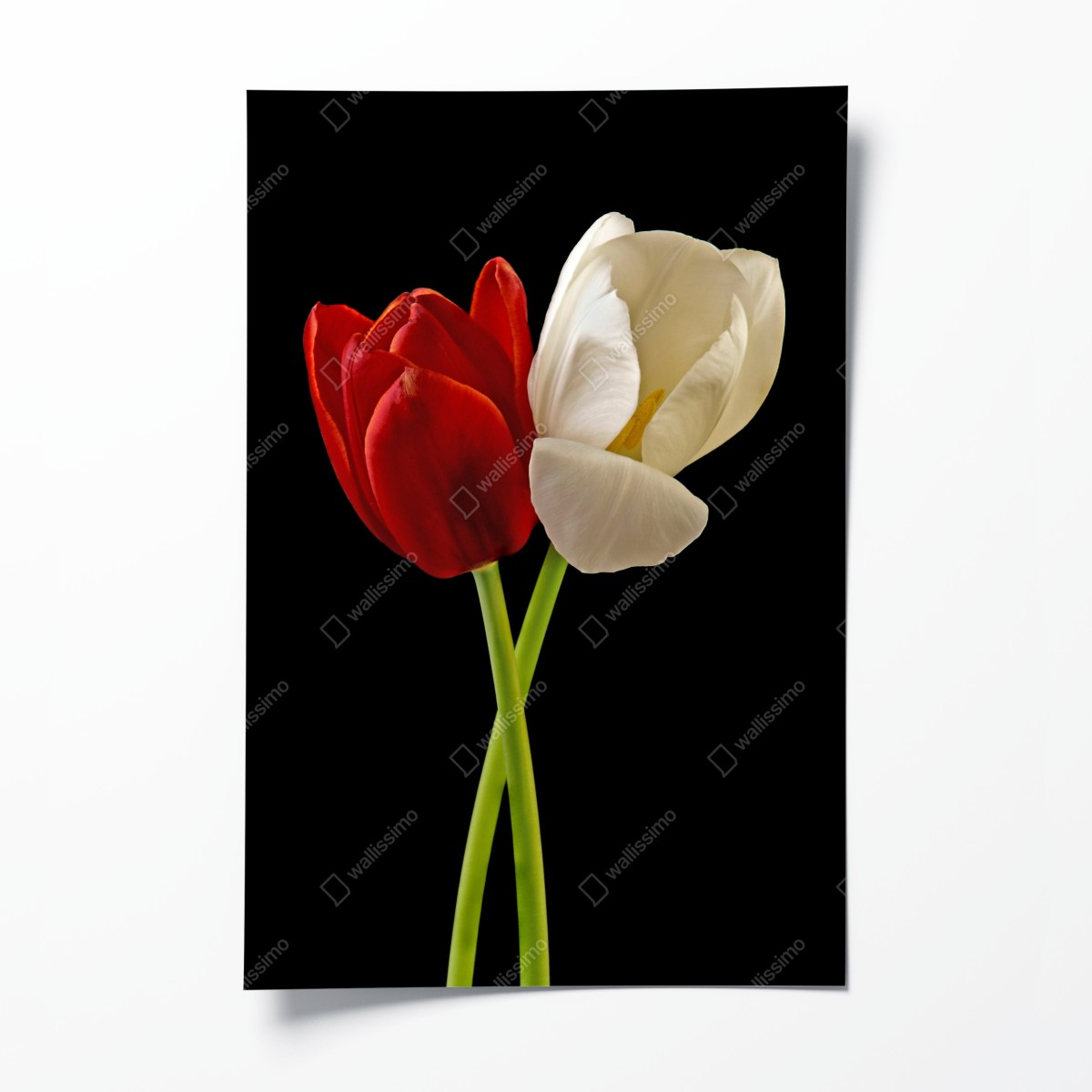 Poster rote und weiße tulpen auf schwarzem hintergrund – Wallnifity®
