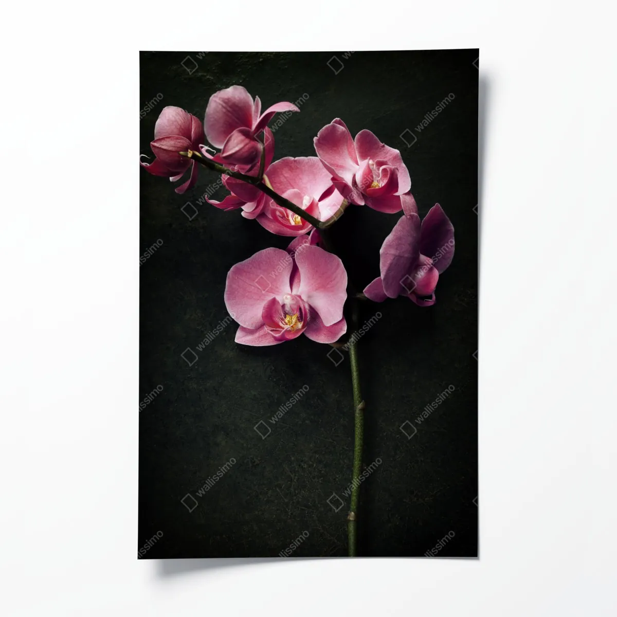 Poster rosa orchidee vor dunklem vintage-hintergrund – Wallnifity®