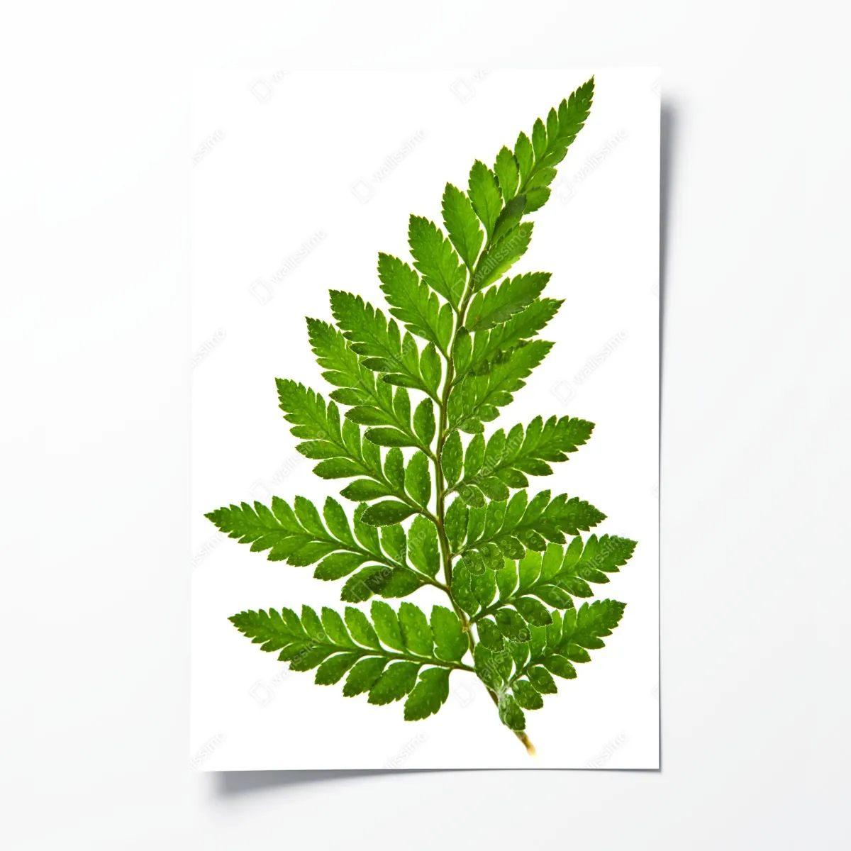 Poster grünes farnblatt auf weißem hintergrund – Wallnifity®