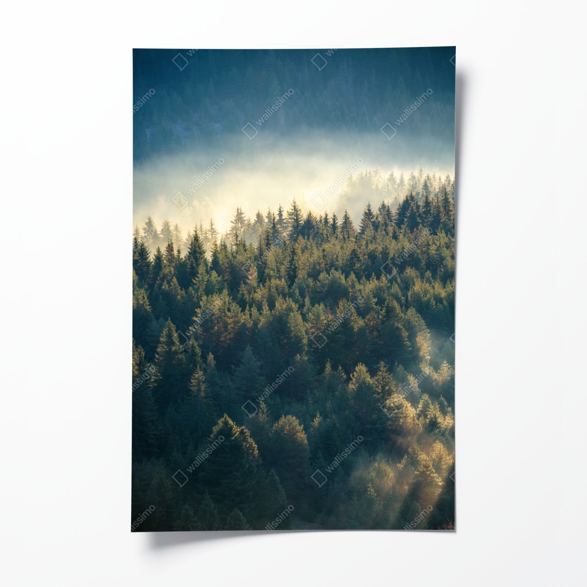Poster nebliger kiefernwald im morgenlicht – Wallnifity®