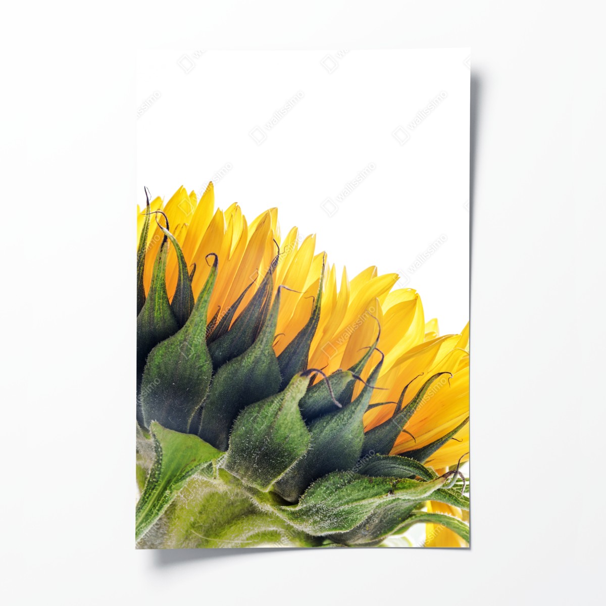 Poster sonnenblume in der ecke auf weißem hintergrund – Wallnifity®
