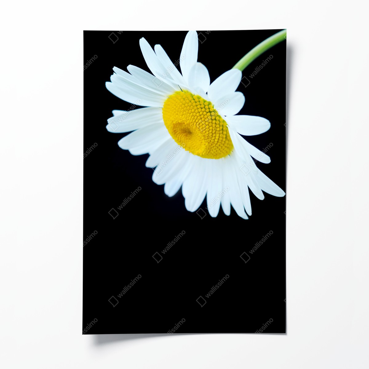 Poster weißes gänseblümchen nahaufnahme vor schwarzem hintergrund – Wallnifity®