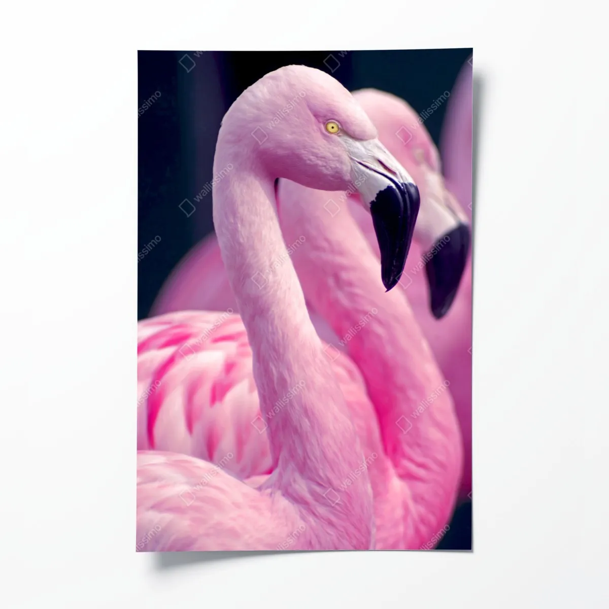 Poster anmutiges rosa flamingo-porträt – Wallnifity®