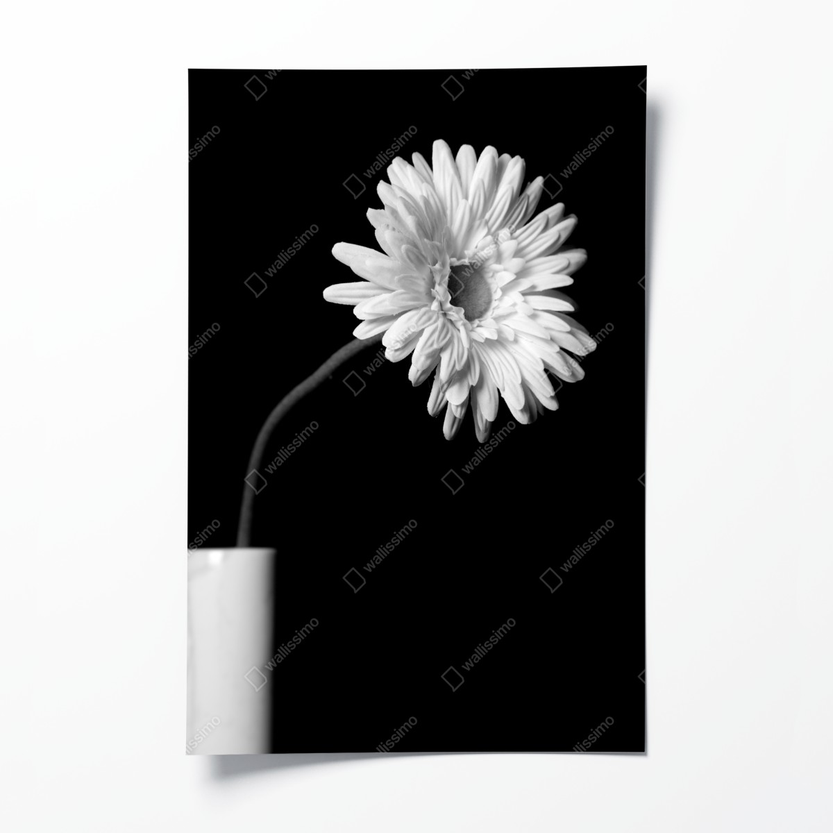 Poster weiße gerbera vor schwarzem hintergrund – Wallnifity®
