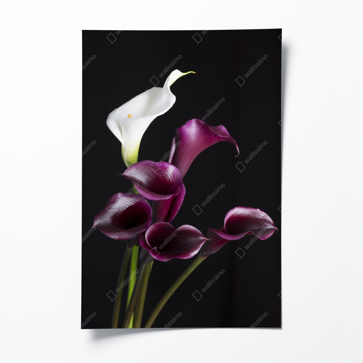 Poster elegante violette und weiße callas – Wallnifity®