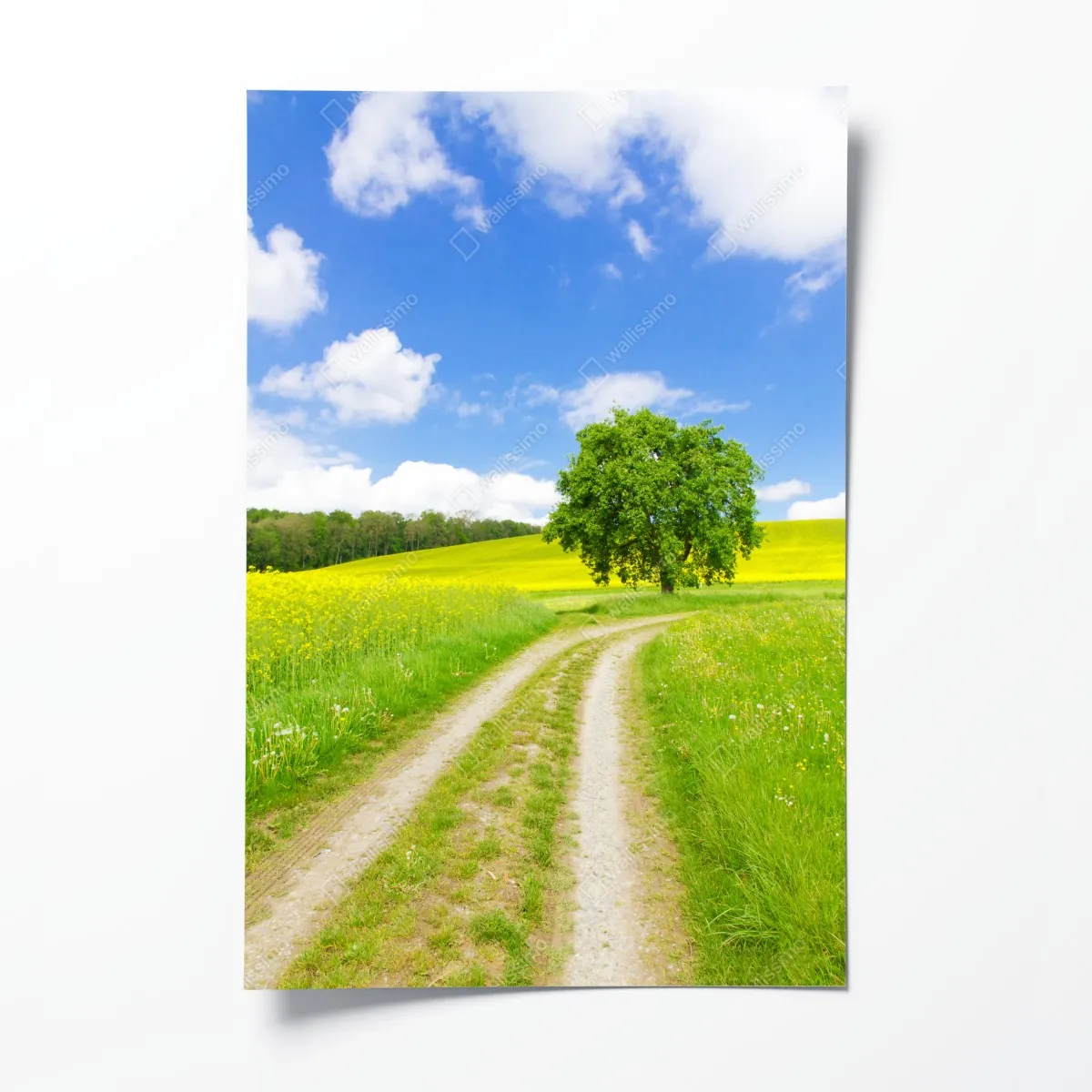 Poster sonniger feldweg mit einsamem baum – Wallnifity®