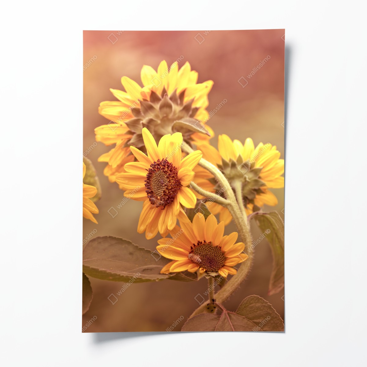 Poster vintage sonnenblumen in warmem licht – Wallnifity®