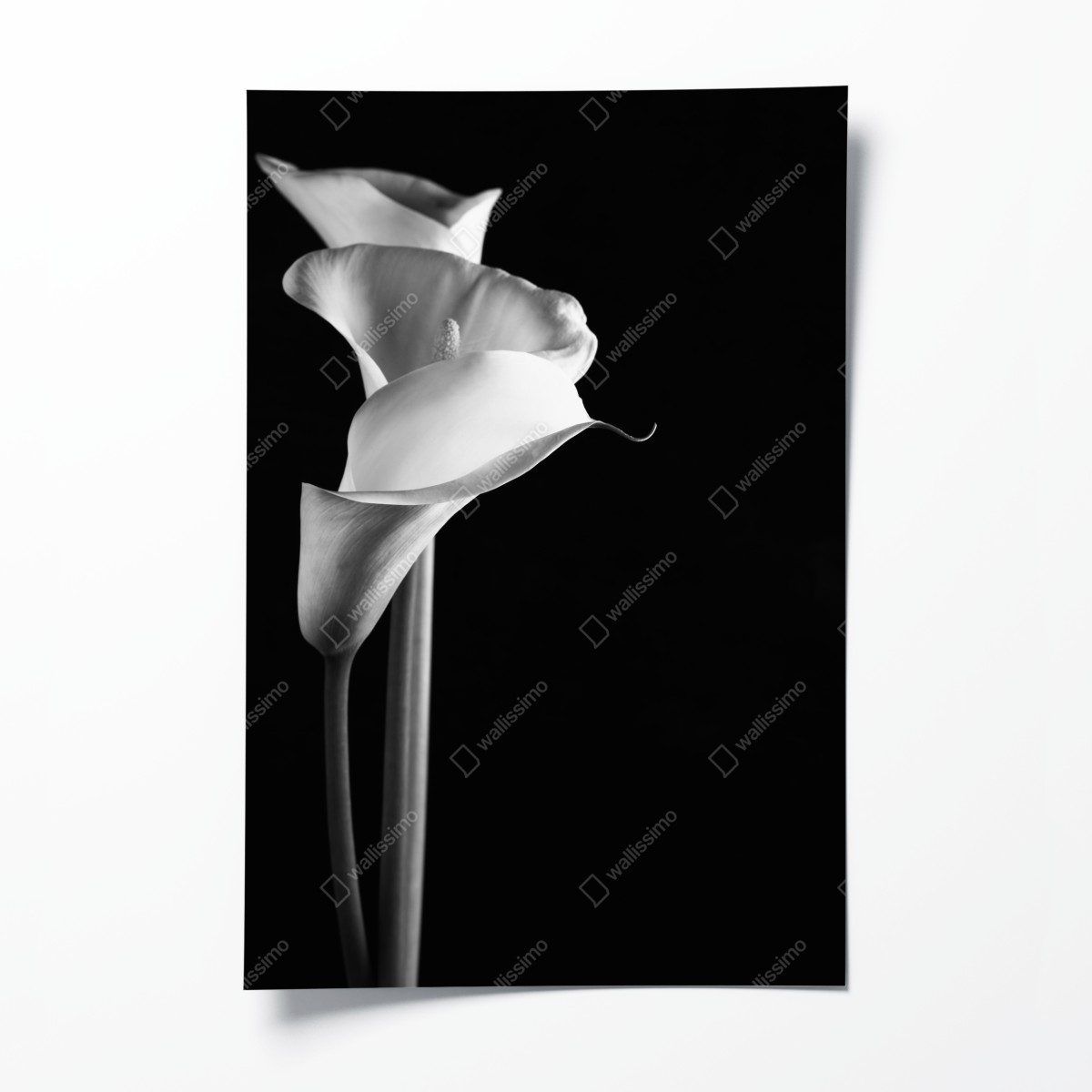 Poster elegante calla in monochrom – Wallnifity®