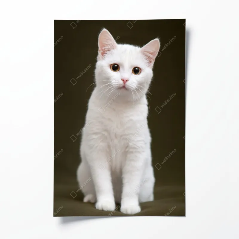 Poster kalifornische palmen bei Sunset Cliffs – Wallnifity®