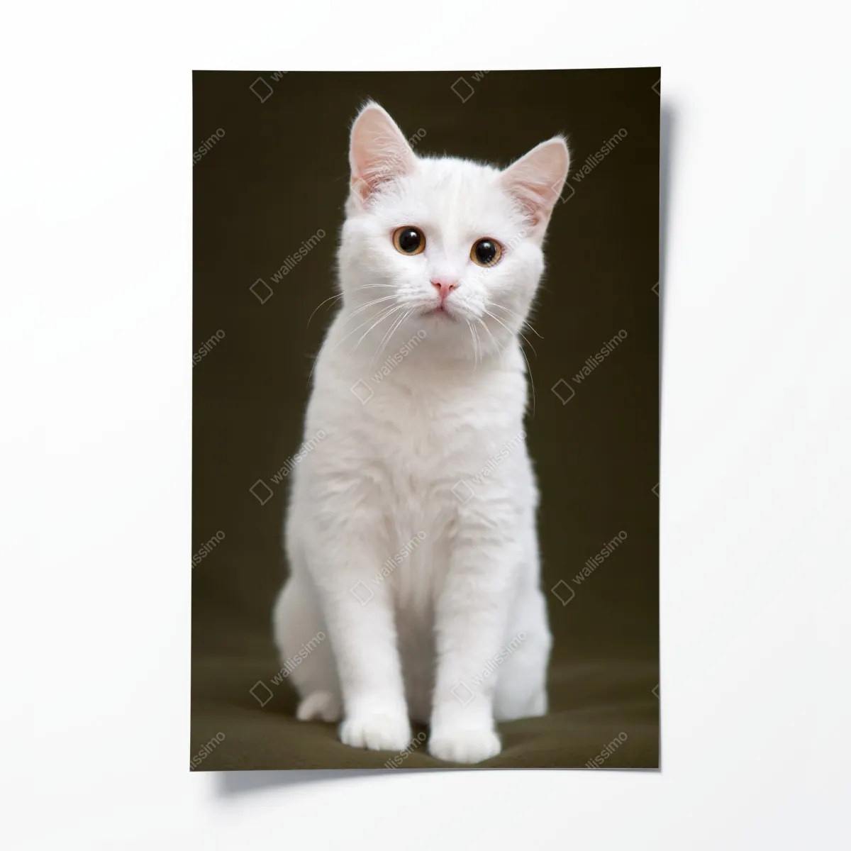 Poster niedliches porträt einer weißen katze – Wallnifity®