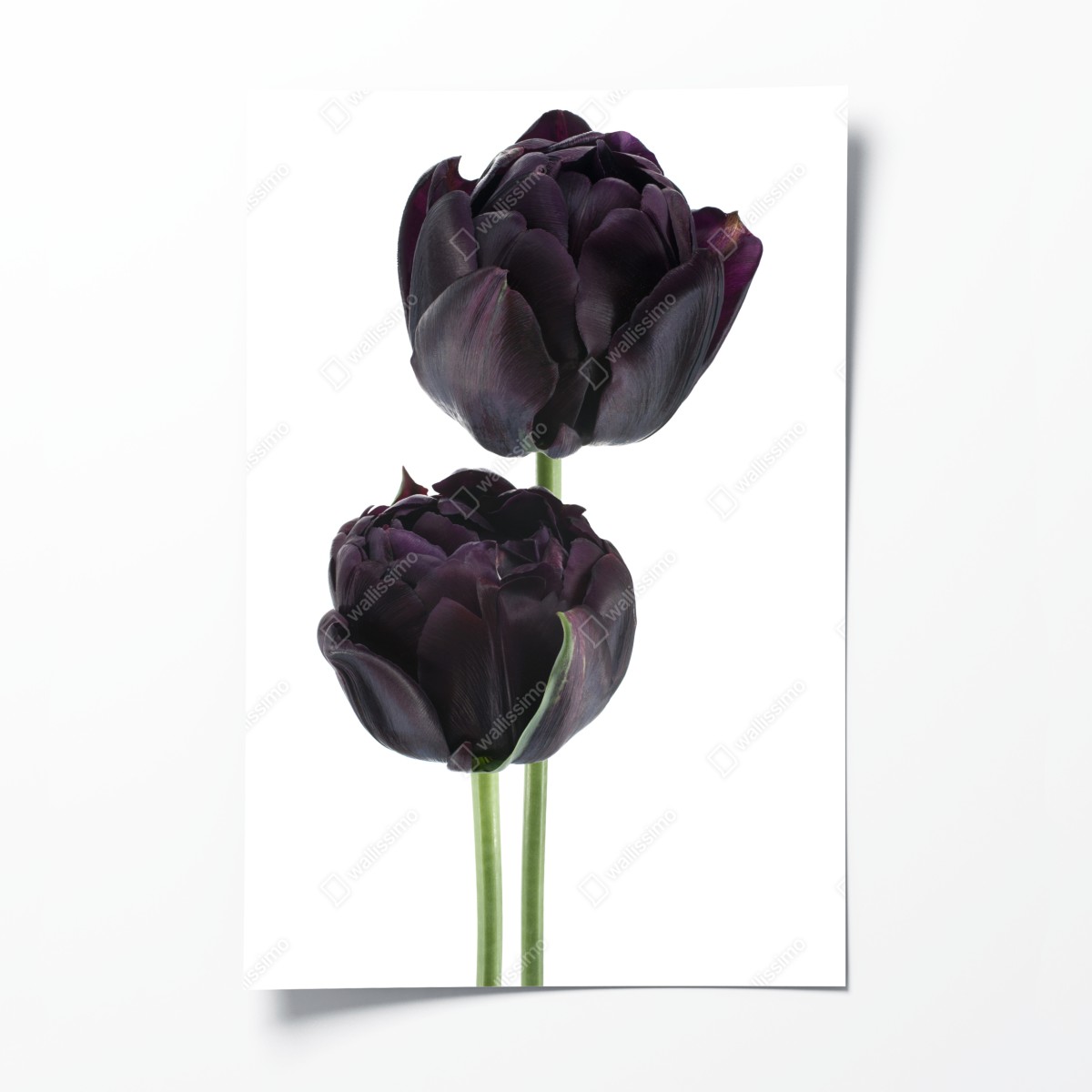 Poster dunkle violette tulpen auf weißem hintergrund – Wallnifity®