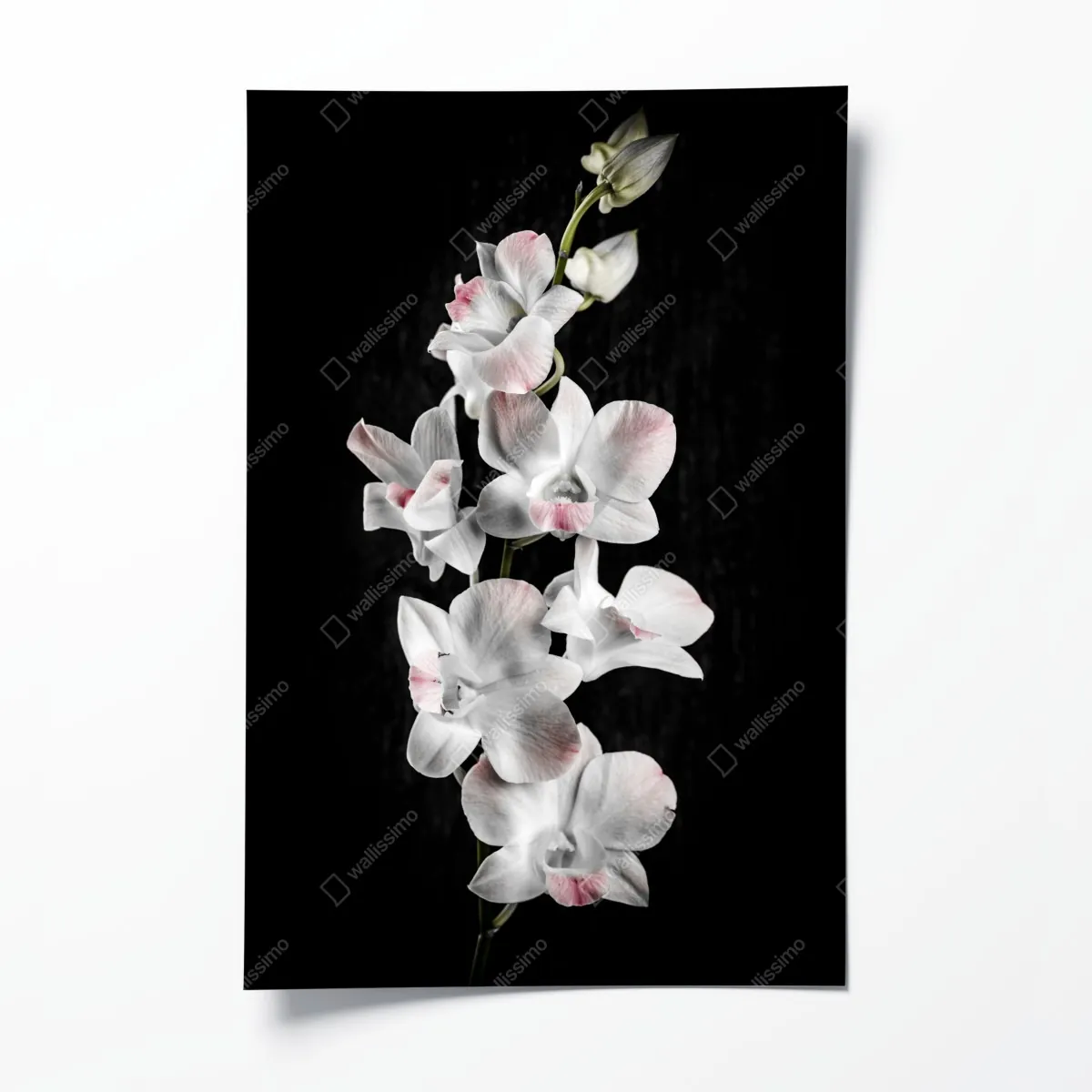 Poster weiße und rosa orchidee vor schwarzem hintergrund – Wallnifity®