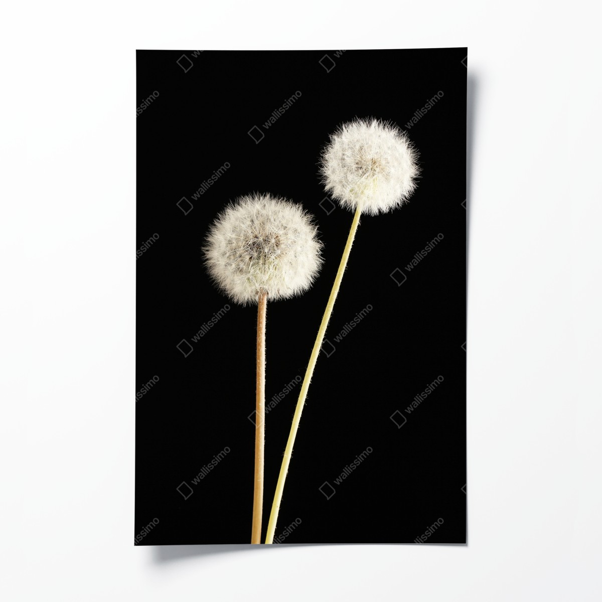Poster zarte löwenzahnsamen auf schwarzem hintergrund – Wallnifity®