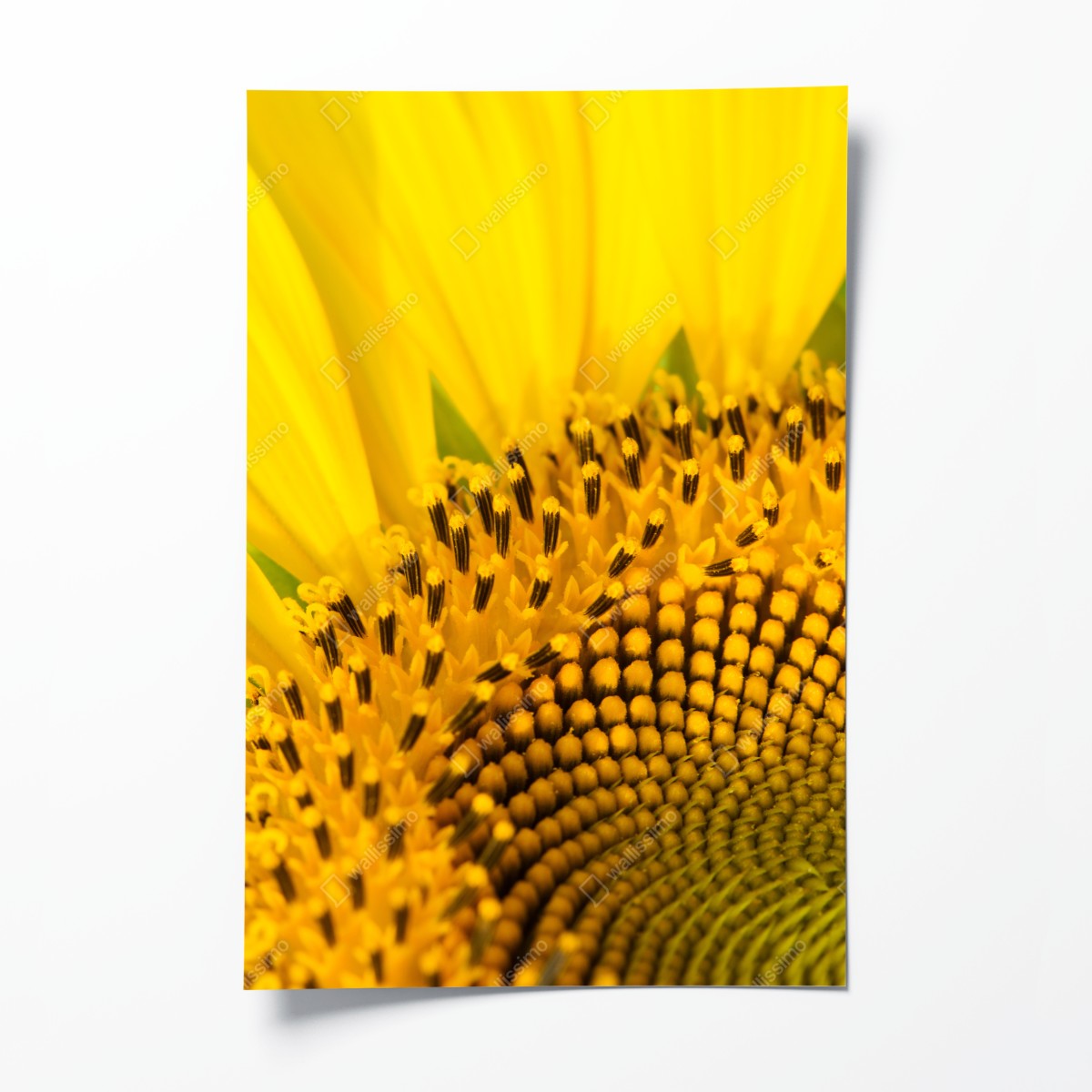 Poster goldene sonnenblume nahaufnahme – Wallnifity®