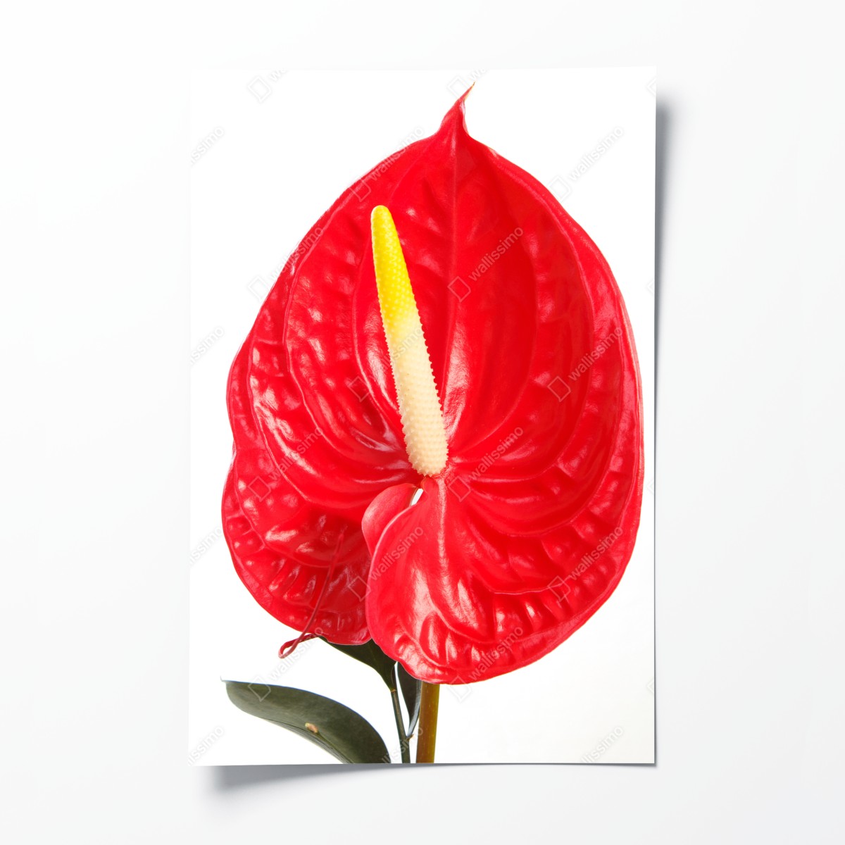 Poster leuchtendes rotes anthurium – Wallnifity®