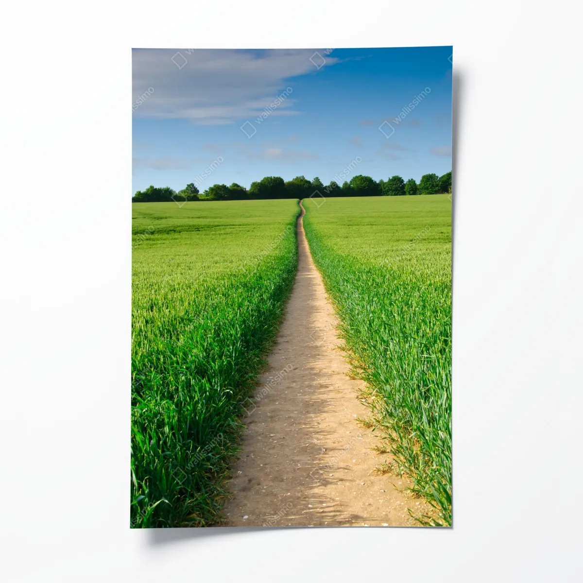Poster sonnenbeschienener weg durch grüne wiese – Wallnifity®