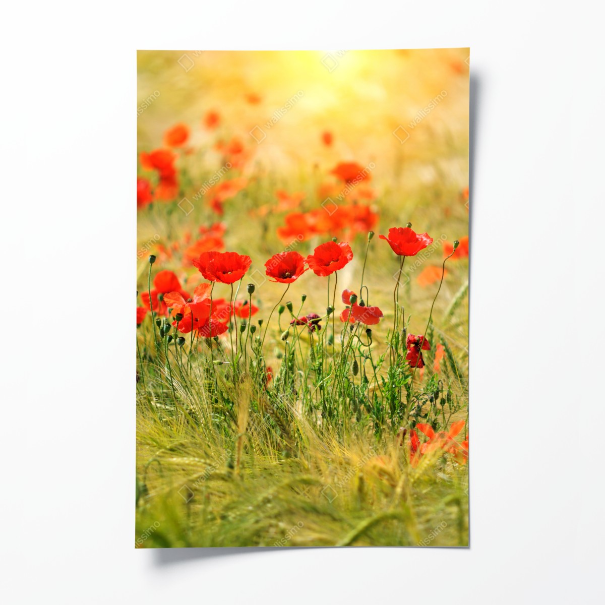 Poster rote mohnwiese im sonnenlicht – Wallnifity®
