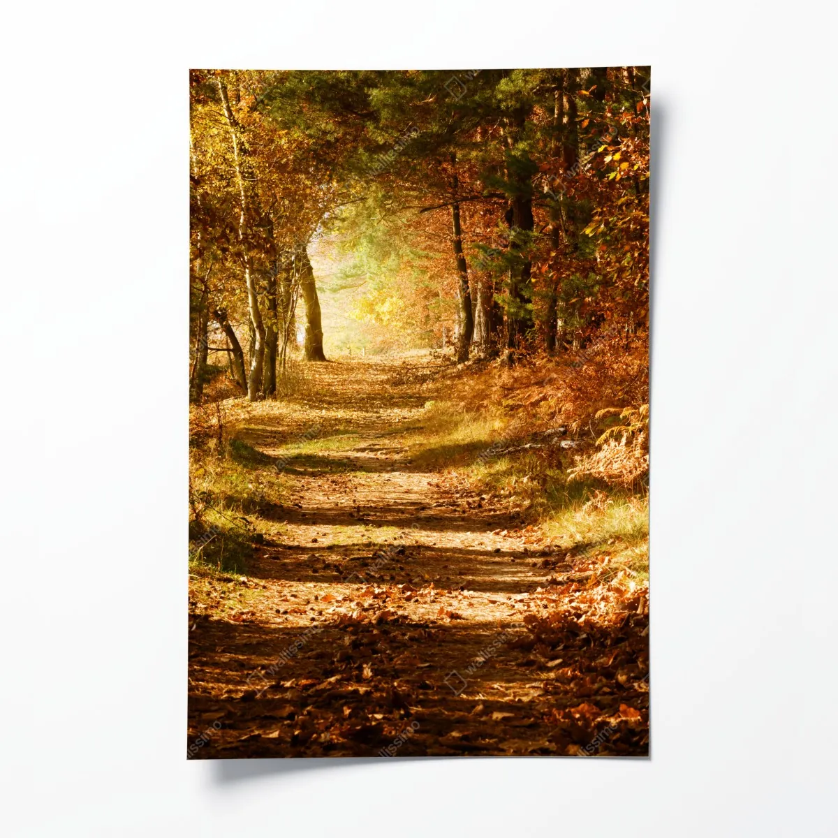 Poster herbstlicher waldweg mit goldenem licht – Wallnifity®