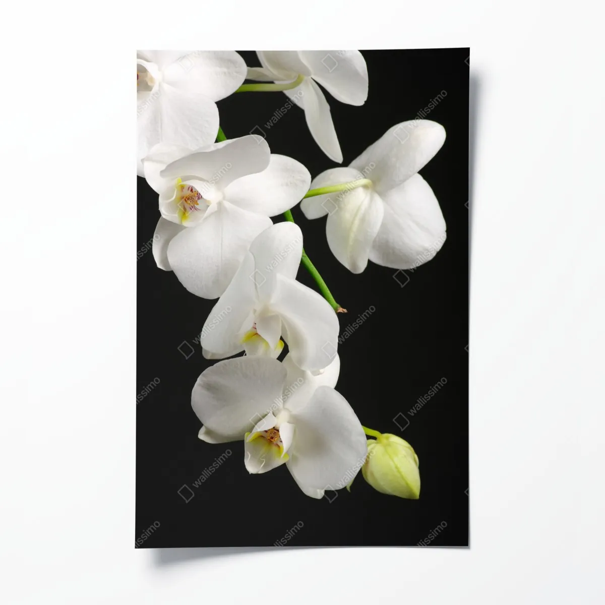 Poster weißer orchideenzweig vor schwarzem hintergrund – Wallnifity®
