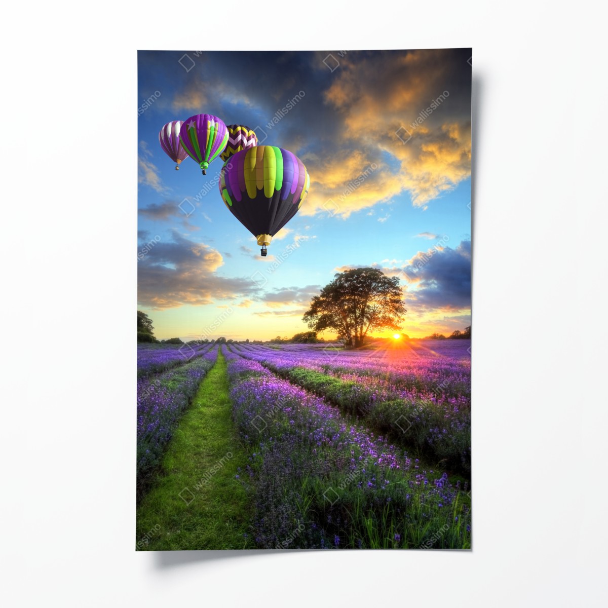 Poster lavendersonnenuntergang mit bunten heißluftballons – Wallnifity®