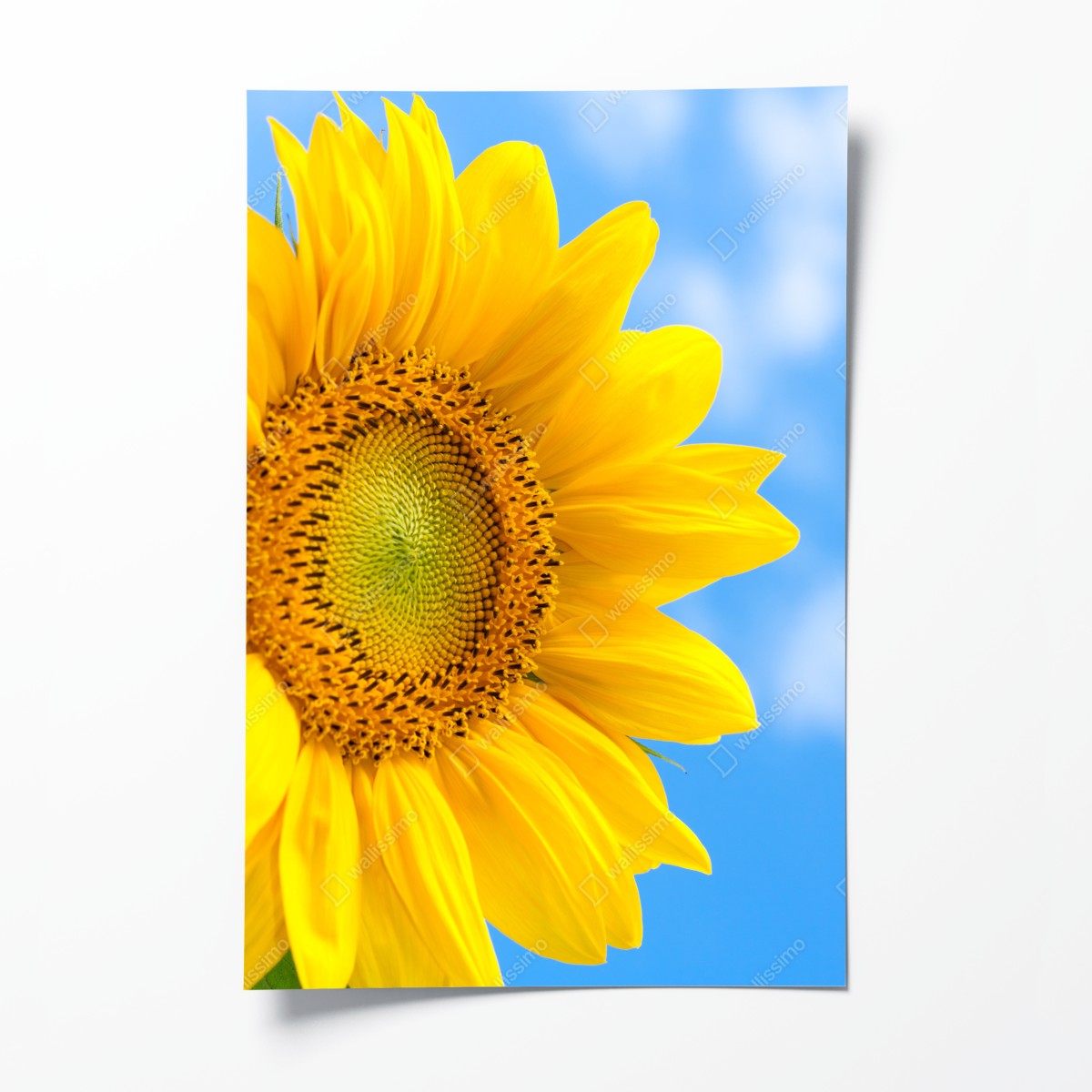 Poster leuchtende sonnenblume vor blauem himmel – Wallnifity®