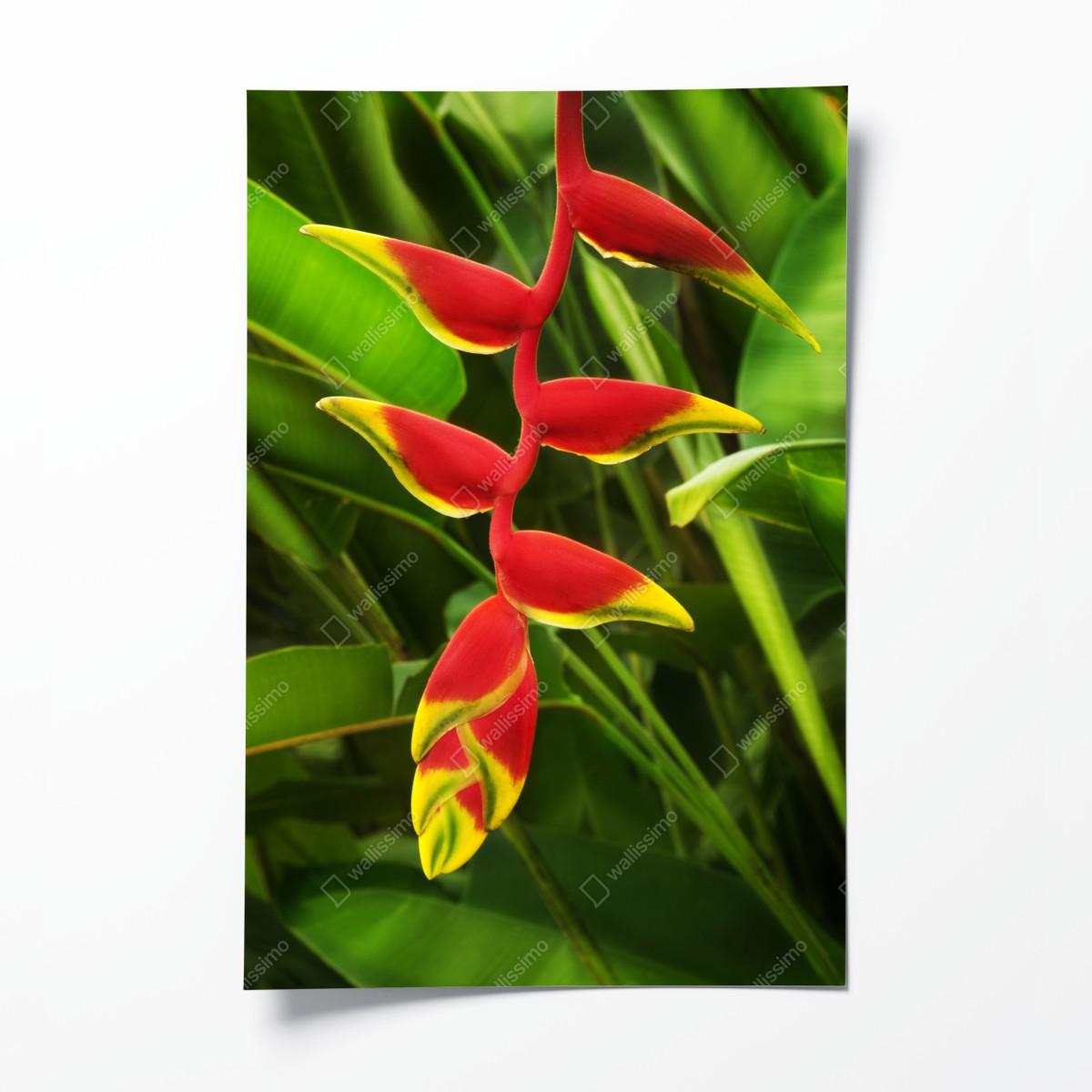 Poster leuchtende heliconia im tropischen laub – Wallnifity®