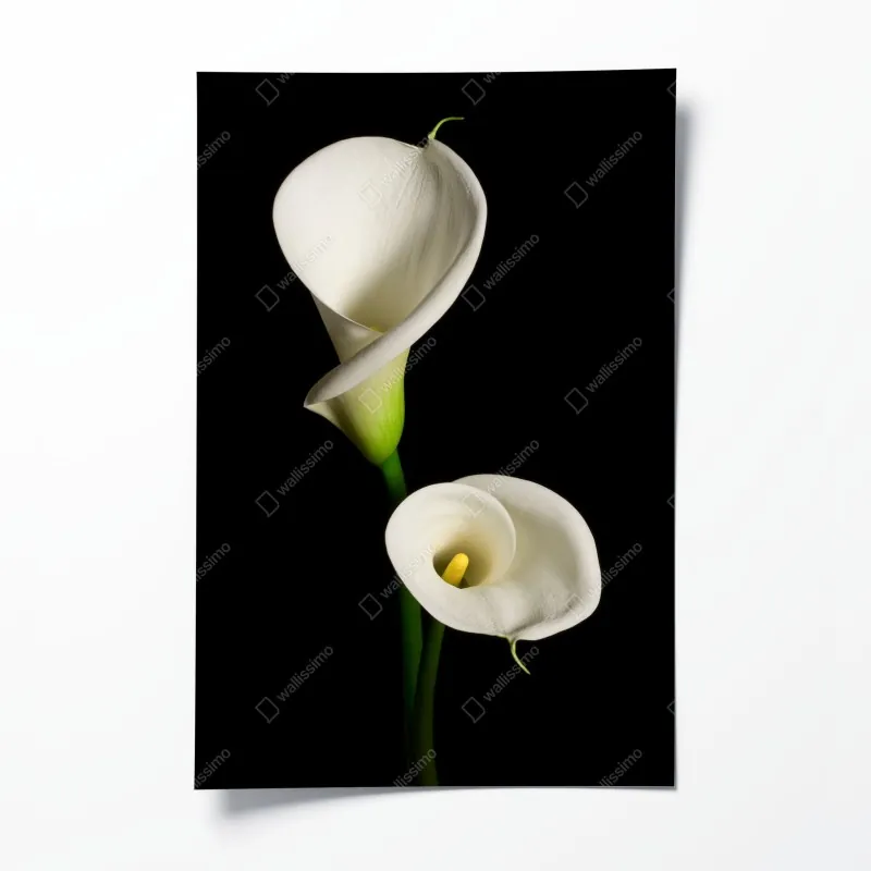 Poster rote rosenblätter hintergrund – Wallnifity®