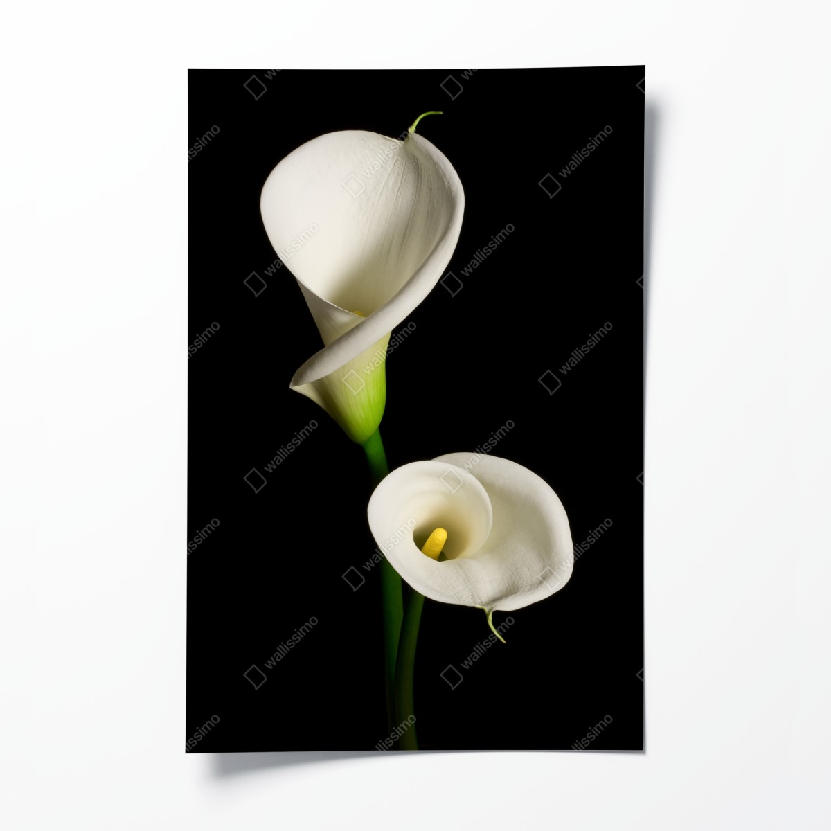Poster weiße calla vor schwarzem hintergrund – Wallnifity®
