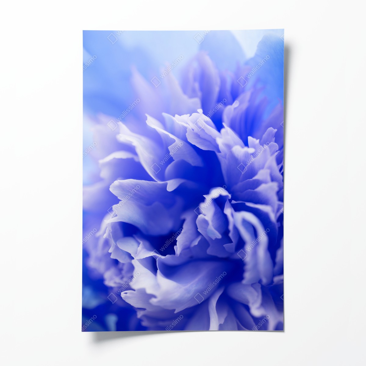 Poster sanfte blaue abstrakte blume nahaufnahme – Wallnifity®