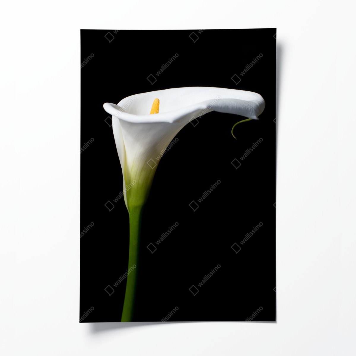 Poster elegante weiße calla auf schwarzem hintergrund – Wallnifity®