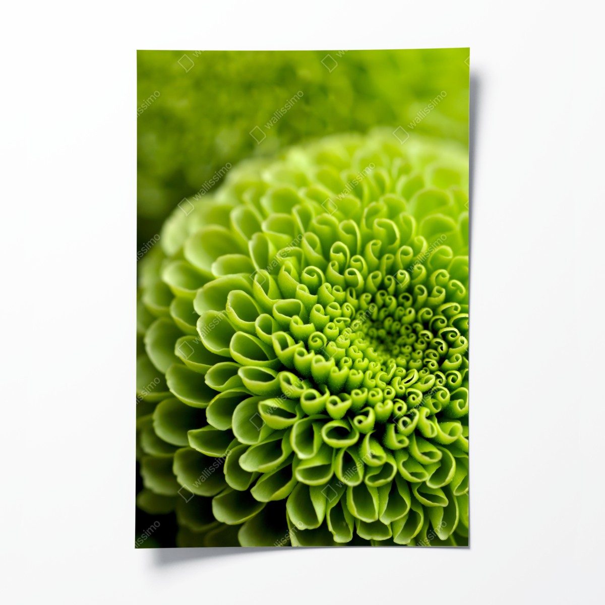 Poster leuchtende grüne blumenspirale im makro – Wallnifity®
