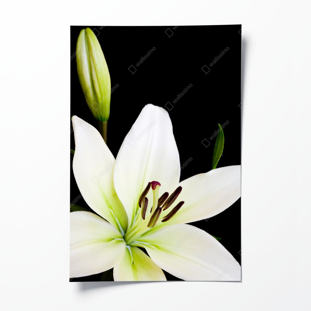 Poster weiße lilie vor schwarzem hintergrund – Wallnifity®