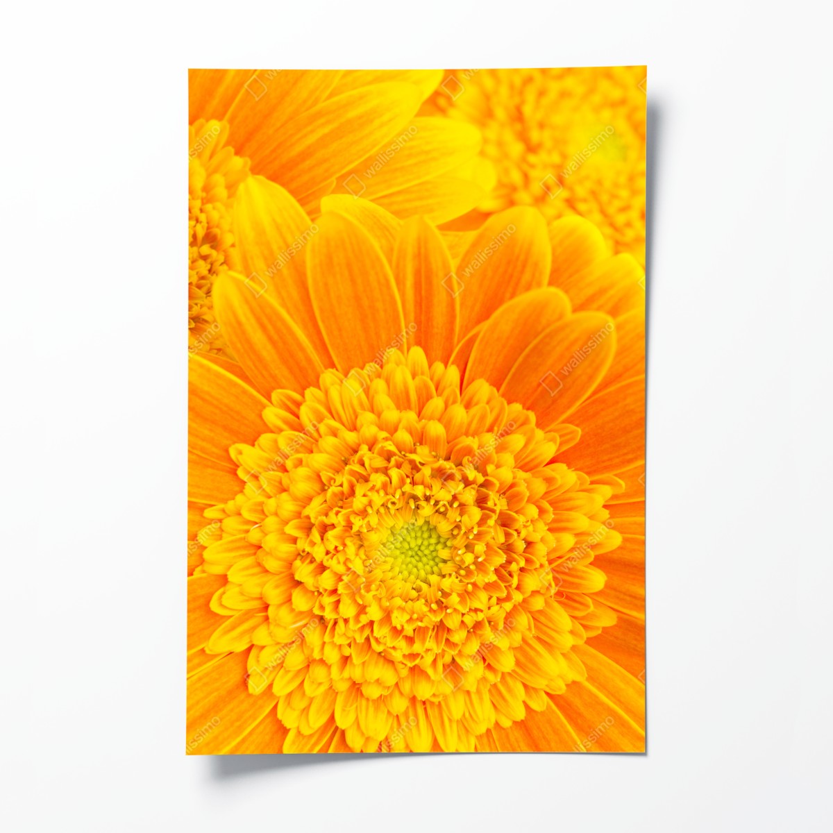 Poster intensive orange gerbera nahaufnahme – Wallnifity®