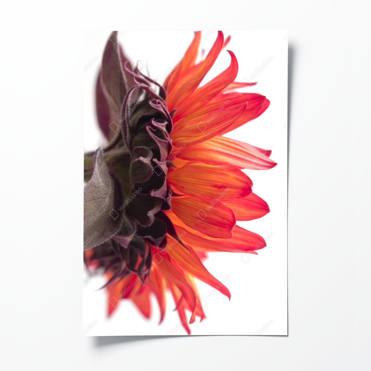 Poster intensive orange sonnenblume nahaufnahme – Wallnifity®