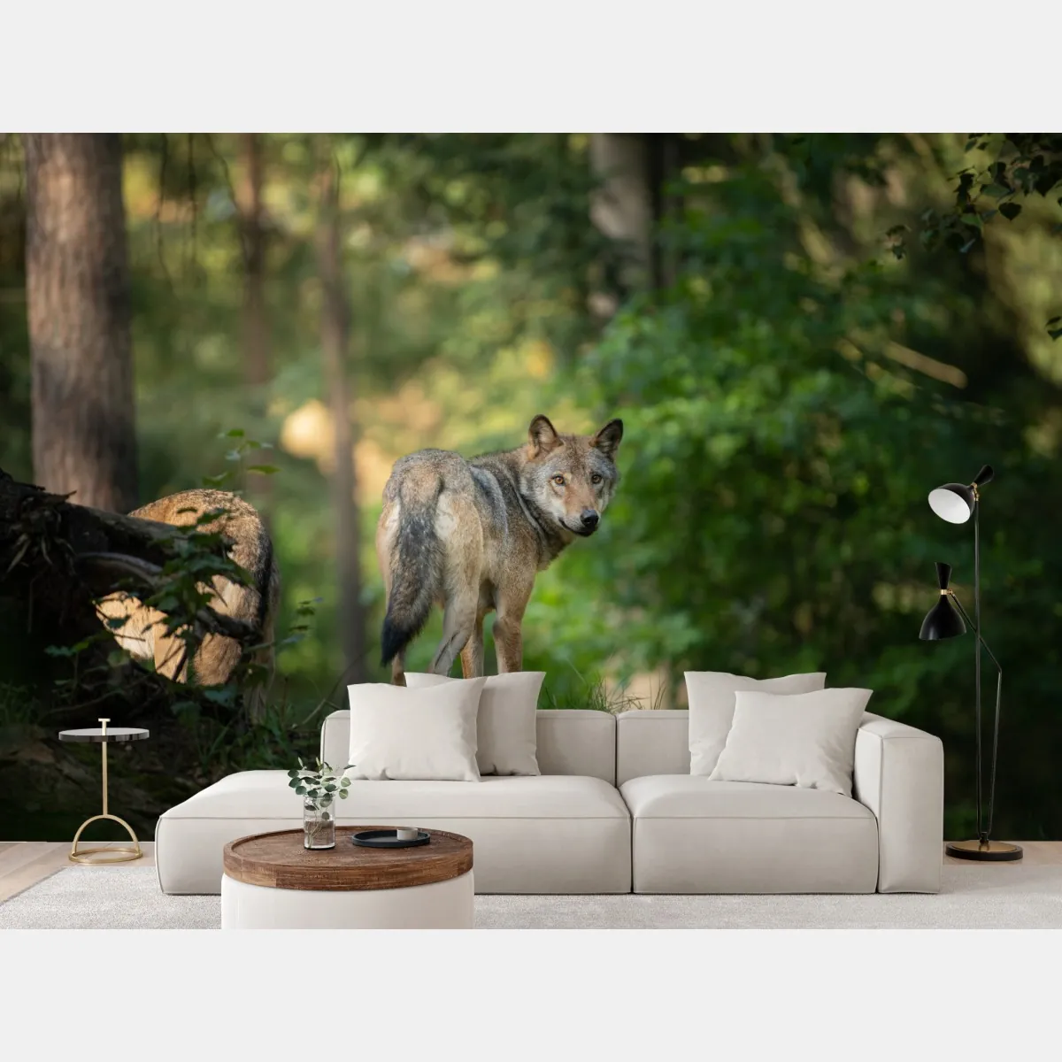 Fototapete wolf auf der lichtung im wald – Wallnifity®