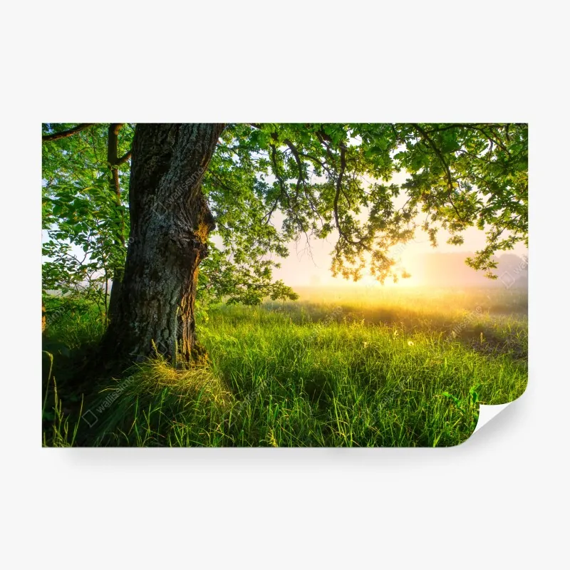 Fototapete nebliger sonnenaufgang über Lacu Rosu – Wallnifity®