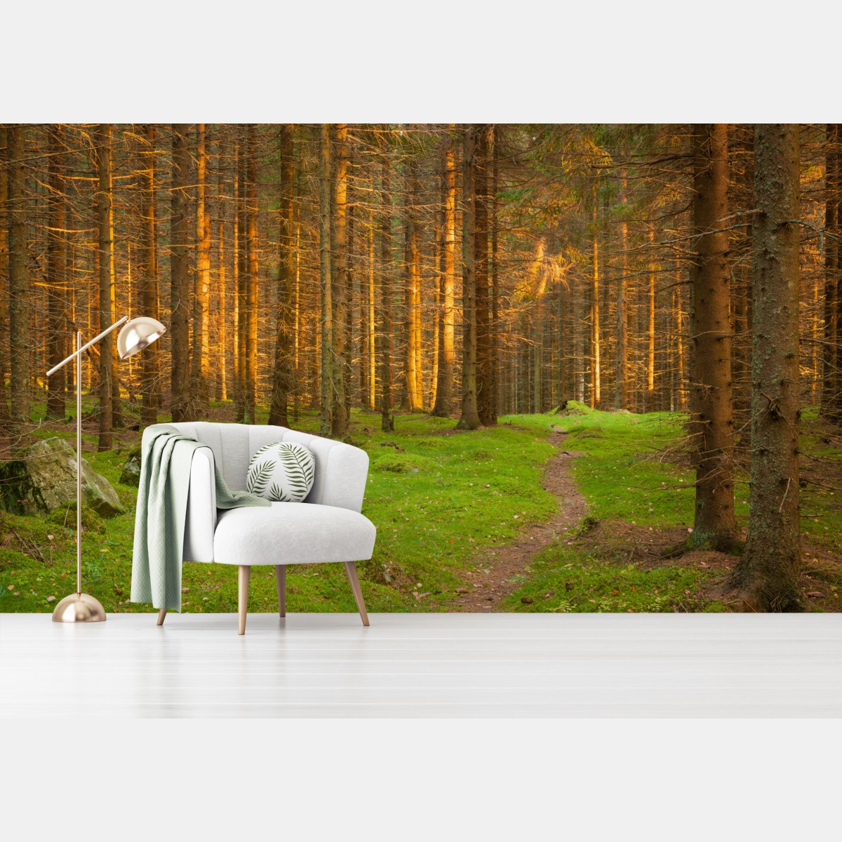 Fototapete goldenes licht im moosbedeckten kiefernwald – Wallnifity®