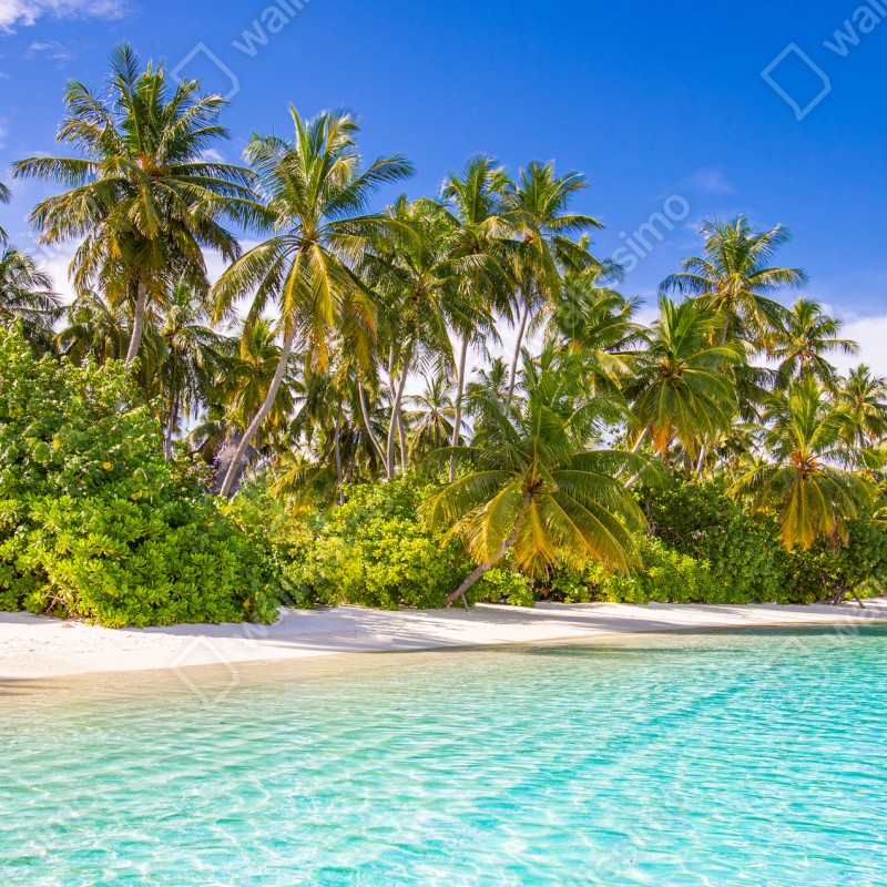 Fototapete tropischer palmenstrand – Wallnifity®