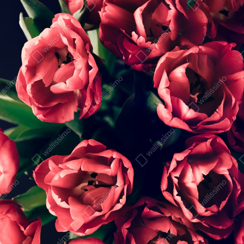 Fototapete stimmungsvolles rosa tulpenbukett – Wallnifity® Fototapete stimmungsvolles rosa tulpenbukett – Wallnifity®