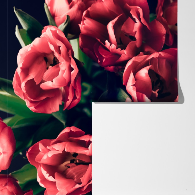 Fototapete stimmungsvolles rosa tulpenbukett – Wallnifity® Fototapete stimmungsvolles rosa tulpenbukett – Wallnifity®